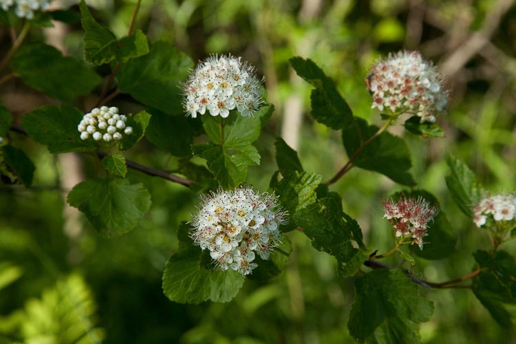 Physocarpus opulifolius