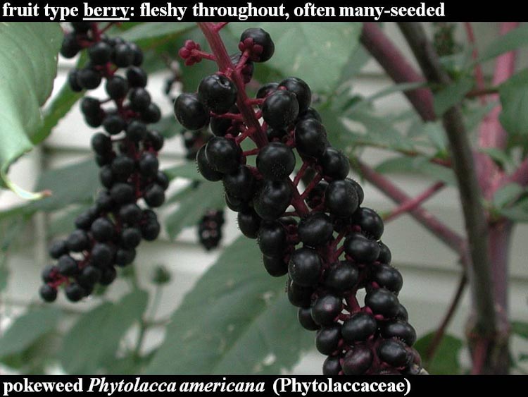 Phytolacca americana fruits