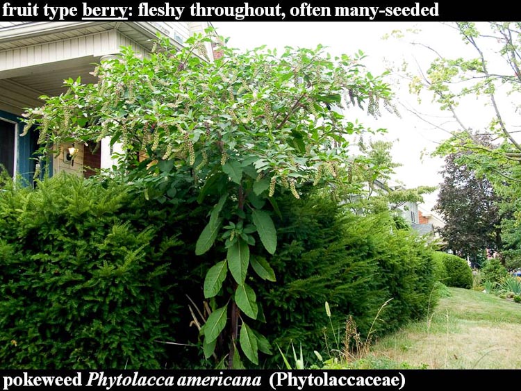 Phytolacca americana