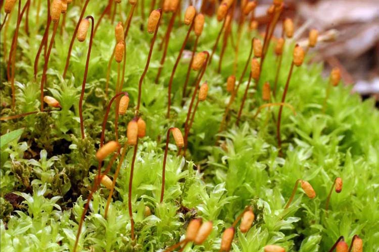 bryophytes-acrocarps – Ohio Plants