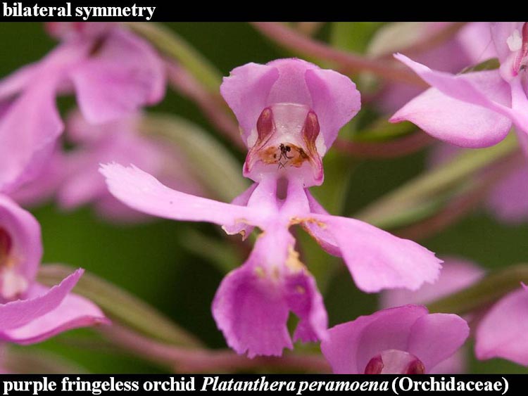 Platanthera peramoena