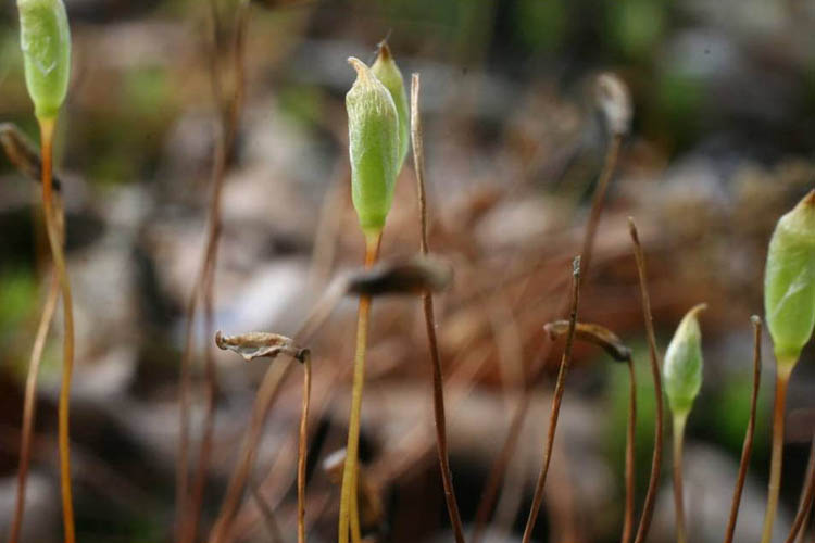 Polytrichum ohioense calyptra