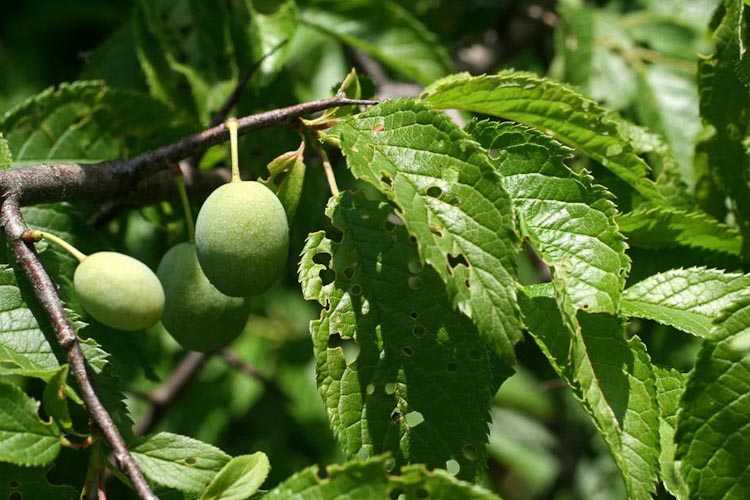 Prunus americana