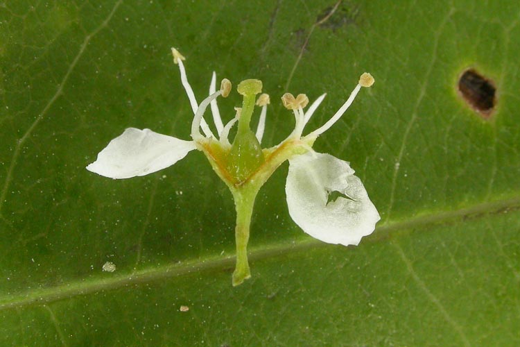 Prunus serotina hypanthium
