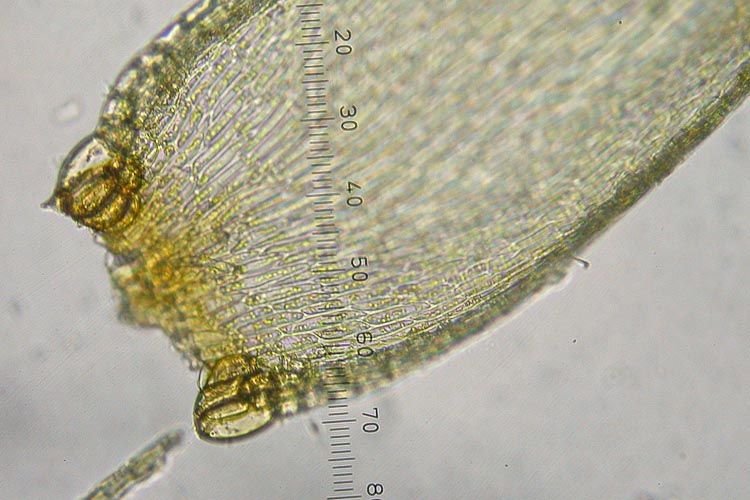 Pylasiadelpha tenuirostris alar cells