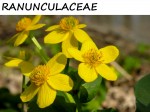 RANUNCULACEAE, THE BUTTERCUP FAMILY