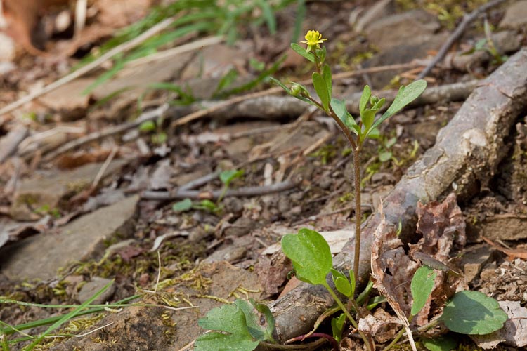 Ranunculus abortivus