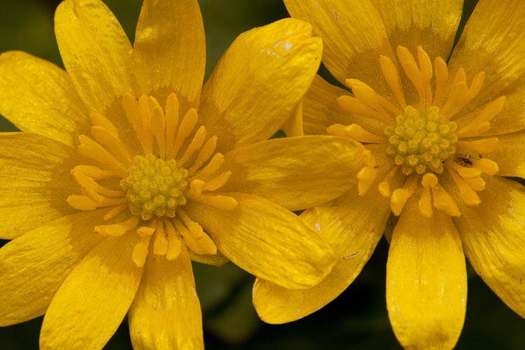 Ranunculus ficaria flowers