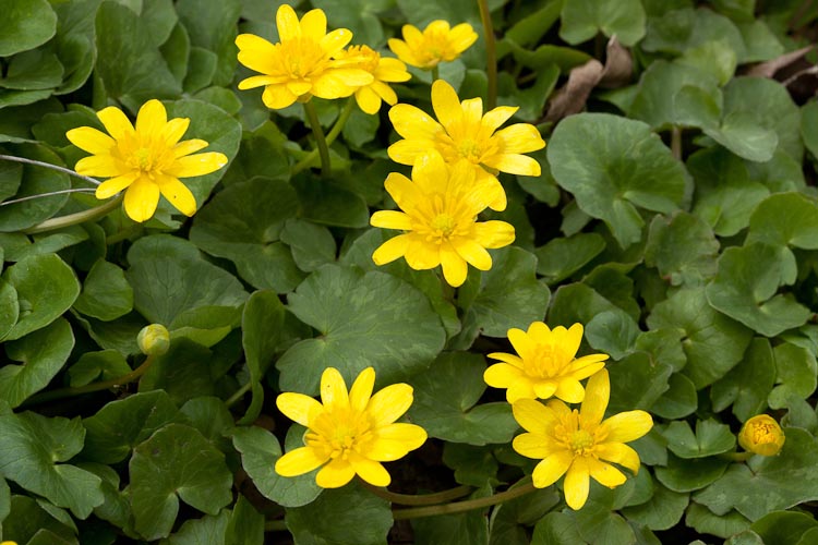 Ranunculus ficaria habitat