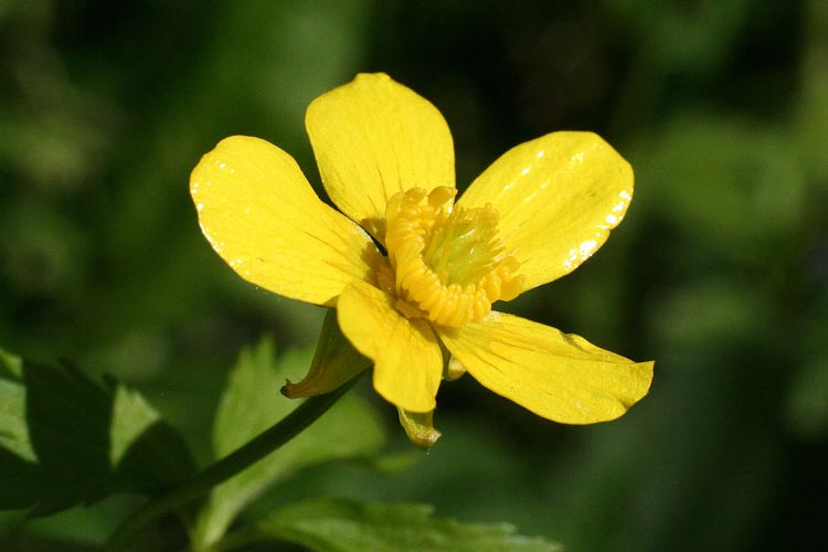 Ranunculus hispidus flower