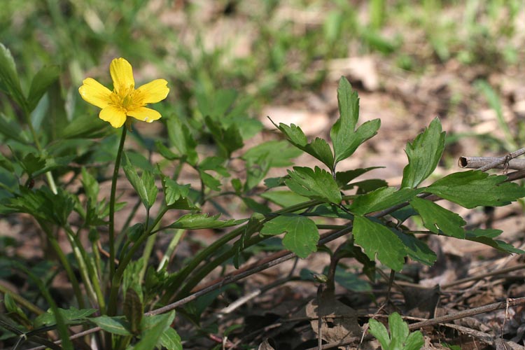 Ranunculus leafy