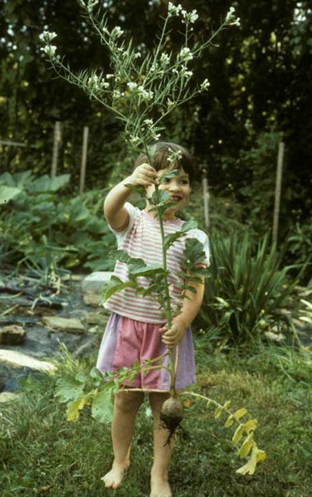 Raphanus sativus and kid