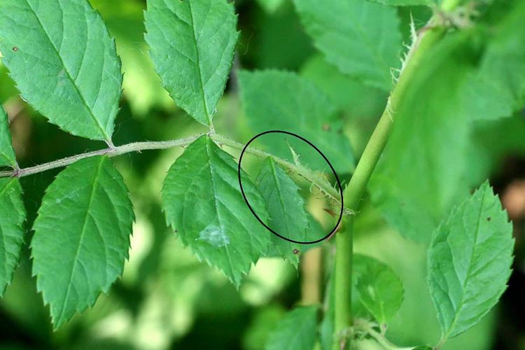 Rosa multiflora stipules