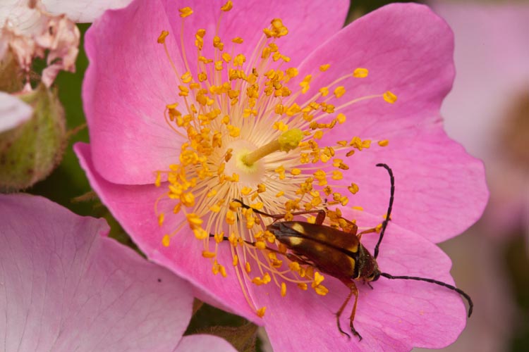 Rosa setigera Typocerus acuticauda