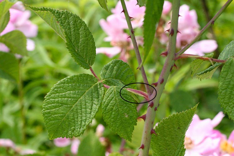 Rosa setigera stipules