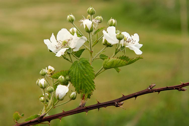 Rubus allegheniensis floricane