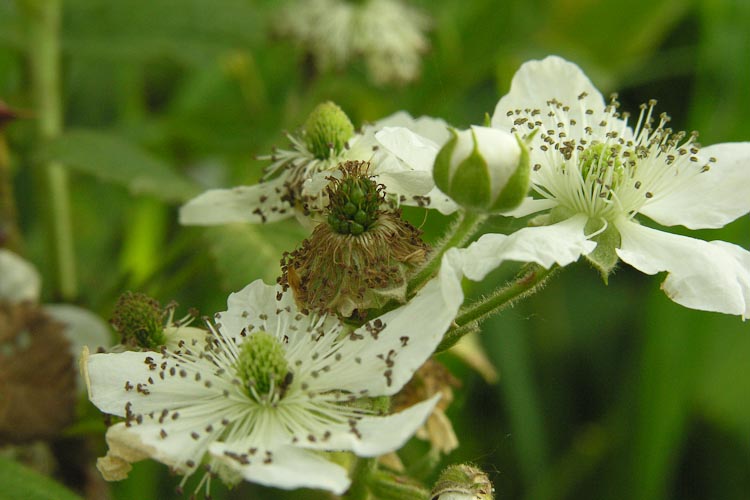 Rubus allegheniensis inflorescence