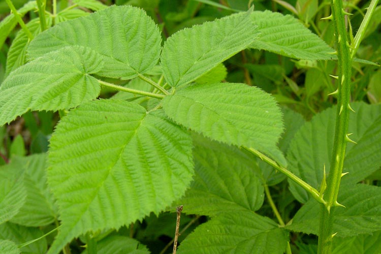 Rubus allegheniensis leaf