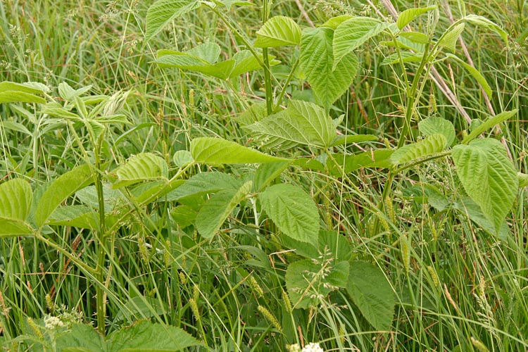 Rubus allegheniensis primocane