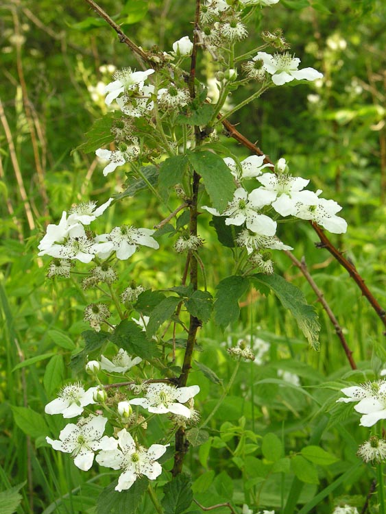 Rubus allegheniensis