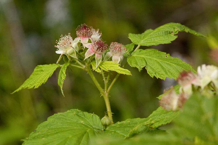 Rubus occidentalis