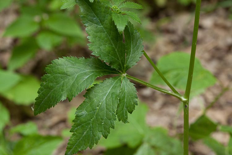 families-Apiaceae – Ohio Plants