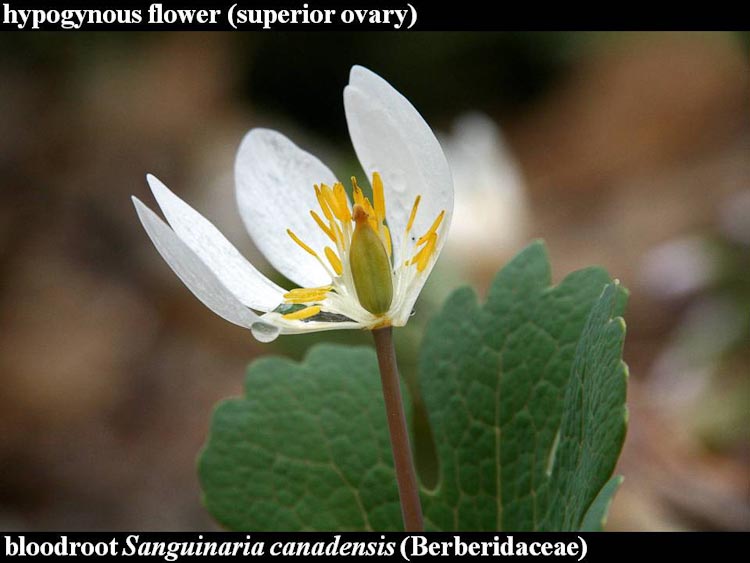 Sanguinaria canadensis