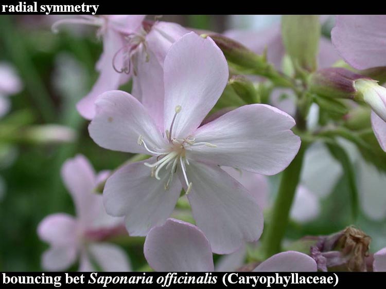 Saponaria officinalis