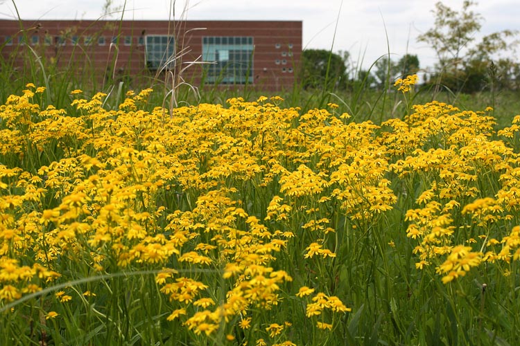 Senecio aureus