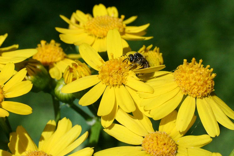 Senecio glabellus bee