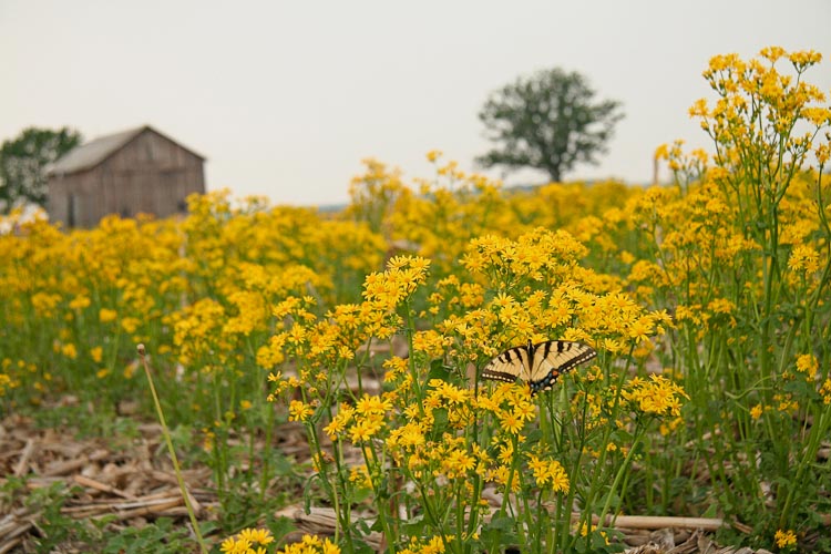 Senecio glabellus