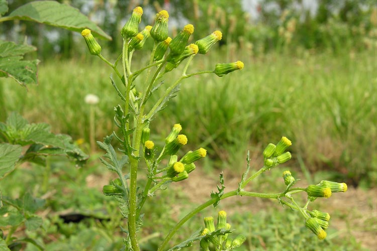 REPRESENTATIVE OHIO ASTERACEAE I. RADIATE CAPITULUM TYPE