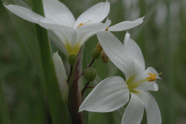 Sisyrhinchium albidum