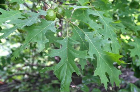 oak – Ohio Plants