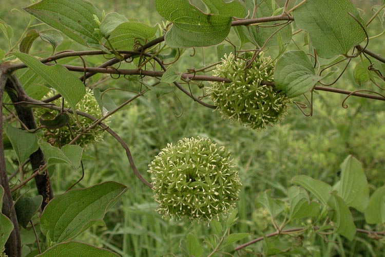 Smilax herbacea