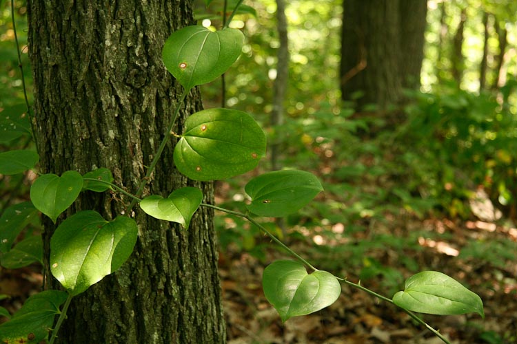 Smilax rotundifolia