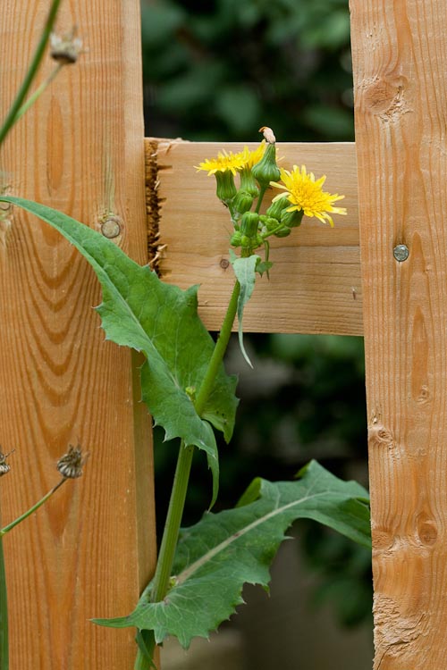 Sonchus oleraceus