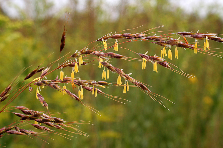 poaceae flower