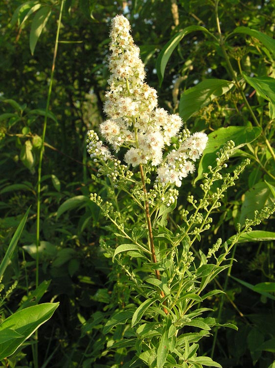 Spiraea alba