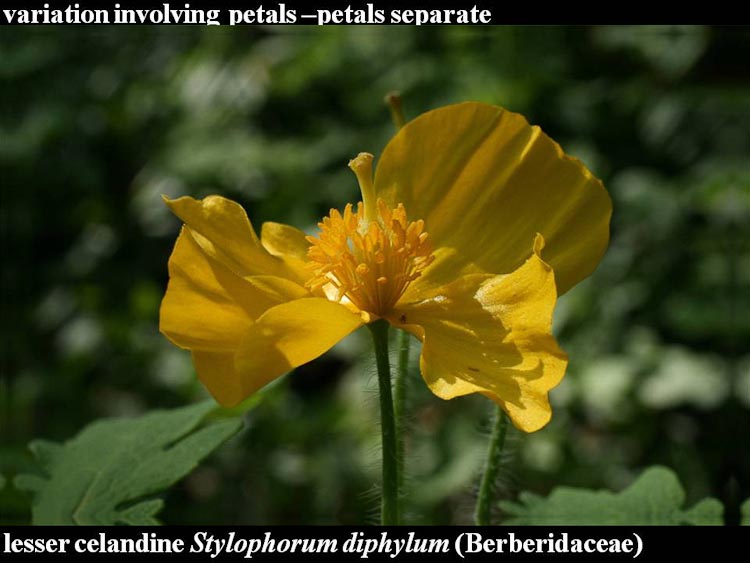 Stylophorum diphylum