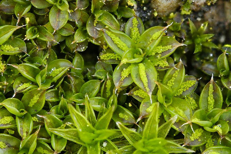 Syntrichia papillosa