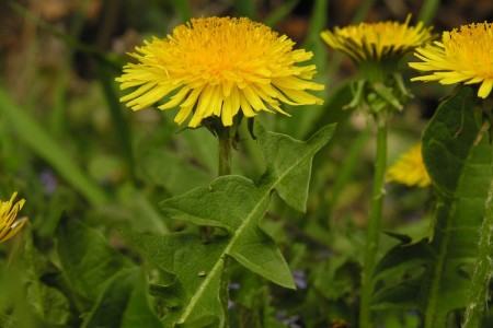 families-Asteraceae – Ohio Plants