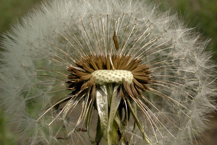 Taraxacum officinale fruiting