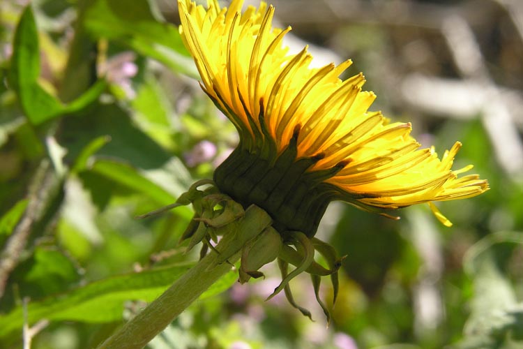 Taraxacum phyllaries