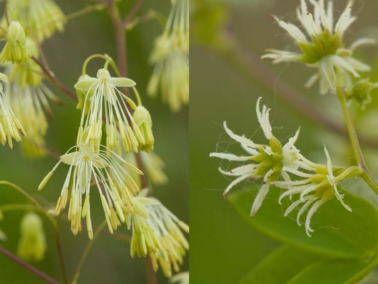 Thalictrum dasycarpum flowers