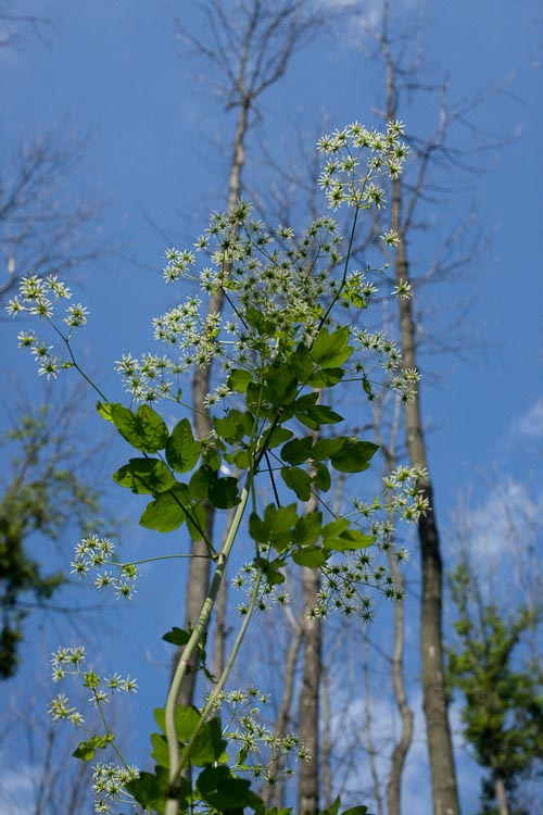 Thalictrum dasycarpum