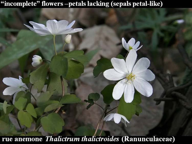Thalictrum thalictroides