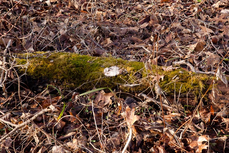 Thuidium delicatulum habitat