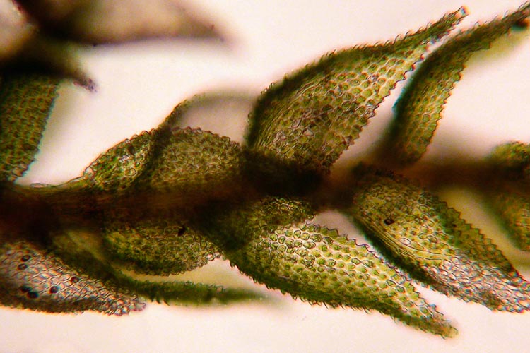 Thuidium delicatulum leaves