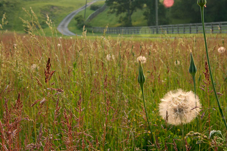 Tragopogon pratensis meadow